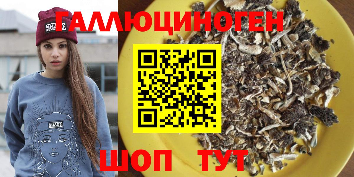 хочу   Вход с VPN  Ачхой-Мартан  Галлюциногенные грибы Psilocybe 